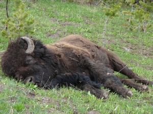 buffalo sleeping